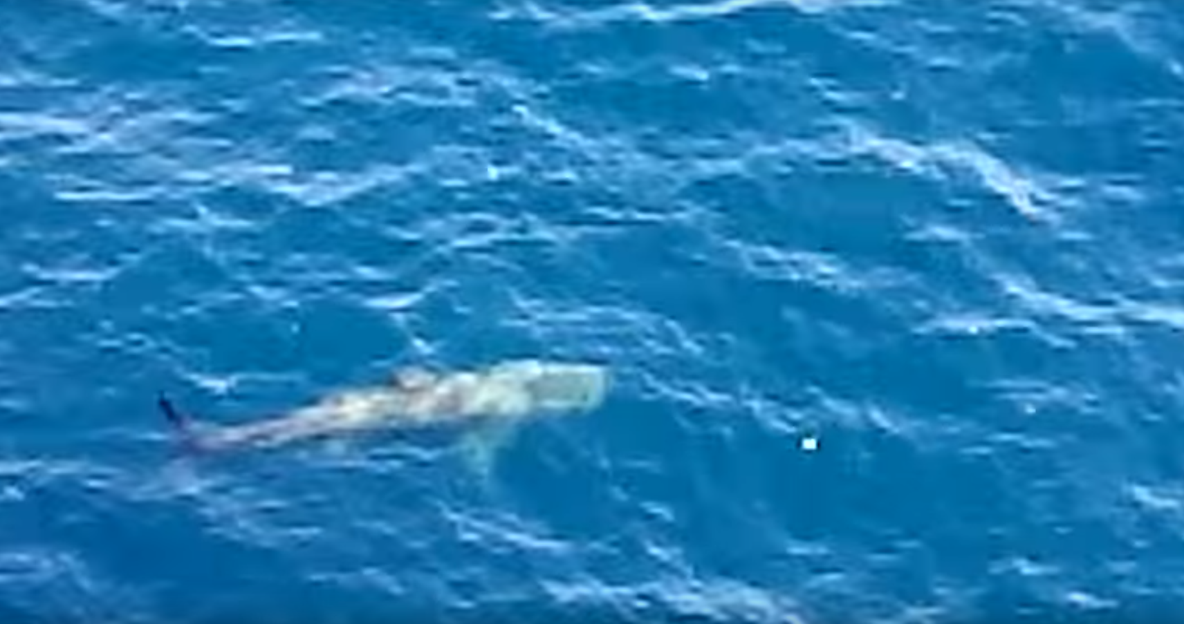 Video: Offshore worker captures shark footage near North Sea rig - News ...